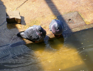Two pigeons near the river