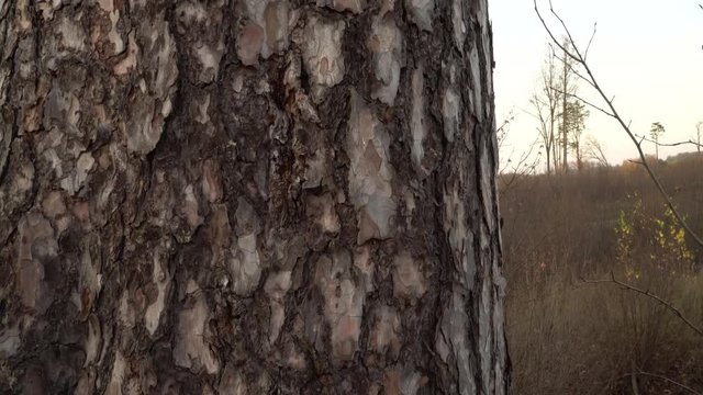 The bark texture of the pine tree trunk in close-up. Nature design elements. The fractal geometry.