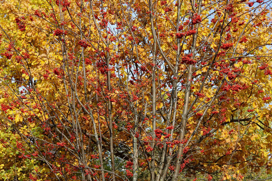 Beautiful autumn landscape. Mountain ash with yellow leaves