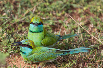 Two Little Green Bee Eaters