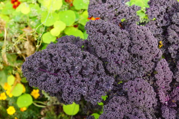 lila grünkohl,beautiful landscaped beets in the garden
