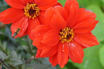 red Dahlia with bee