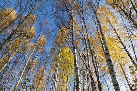 birch trees in an autumn blue sky in Finland