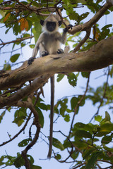 Baby Gray Langur
