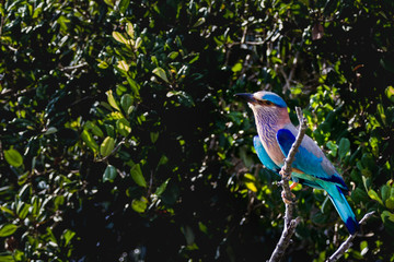 Indian roller