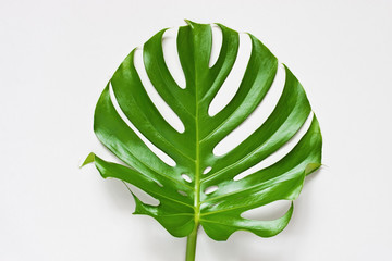 Tropical palm leaves, monstera.  Flat lay, top view