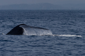 Fototapeta premium Blue Whale fluke