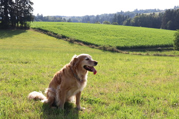 Golden retreiver