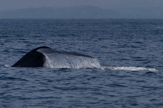 Blue Whale Fluke