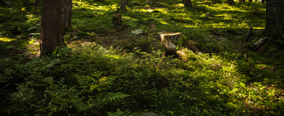 fairy tale magical forest colorful scenery landscape view in sun rise morning time with vivid green foliage and plant cover and tree stump  © Artem Kniaz
