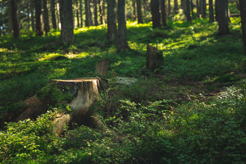 morning sun rise peaceful time in forest scenic environment with tree stump center of composition 