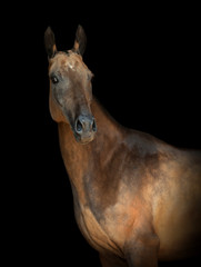 golden akhal-teke horse portrait isolated on black background