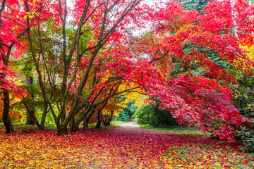 autumn alley in the park with colorful leaves