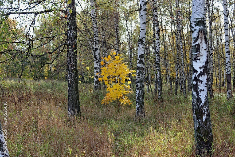 Wall mural beautiful autumn landscape. colorful autumn yellow leaves