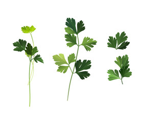 Culinary herb, green fresh parsley leaves