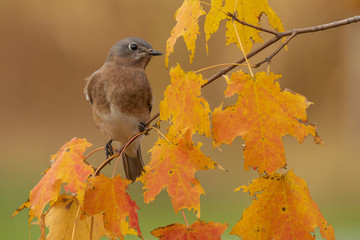 A female, Eastern Bluebird perches on an autumn branch on a fall day.