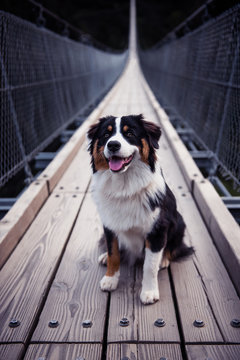 Australian Sheperd auf einer H&auml;ngeseilbr&uuml;ce