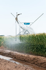 Center pivot irrigation of a cornfield in rural Colorado