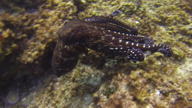 Octopus Swimming Changing Colour Camouflage & Dramatic Pattern On Coral Reef. Graceful Squid Critter Reef Octopus In Sunlit Sea. Colourful Dangerous Marine Life & Beautiful Aquatic Underwater Wildlife