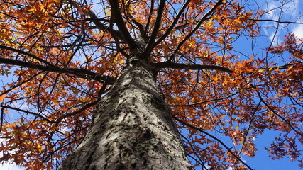 Trees red and yellow