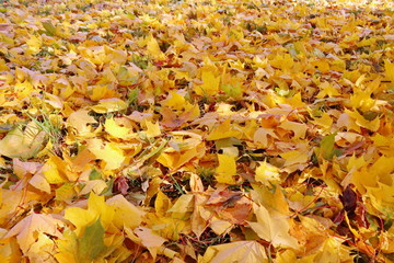 Beautiful autumn landscape. yellow leaves covered the ground