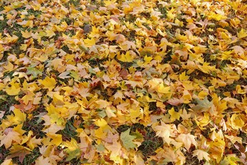 Beautiful autumn landscape. yellow leaves covered the ground