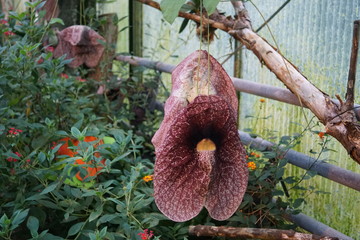 riesen Orchidee,Gespensterblume,Aristolochia