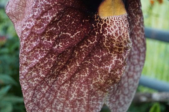 Orchidee,Gespensterblume,Pfeifenblumen (Aristolochia),Aristolochia Species, Elegant Dutchman's Pipe, Calico Flower, Pelican Flower