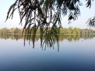 Bald cypress branches (Taxodium distichum) with lake in the background, during fall season.
