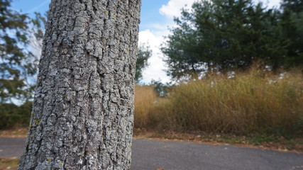 Bench, tree orange