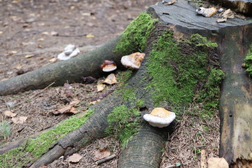 Old stump overgrown with moss and mushrooms.