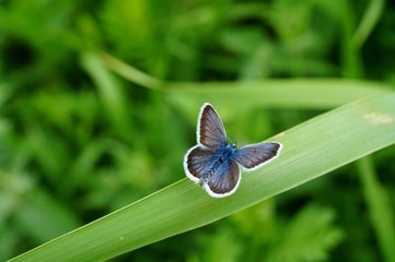 butterfly on flower