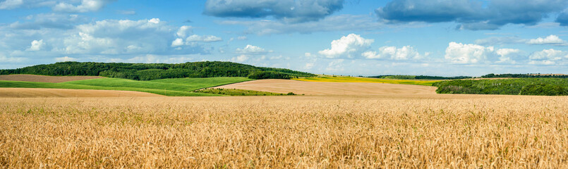 beautiful landscape panoramic view of wheat field, ears and yellow and green hills