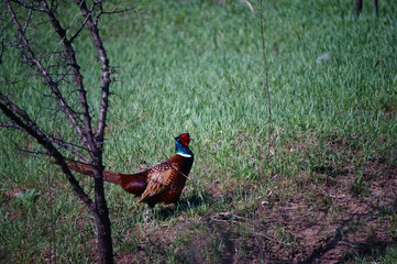 Fototapeta premium bird