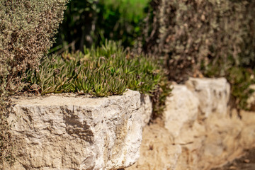 Green Plants grow on Sandstone