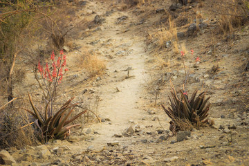A typical African road in the countryside is dry land and sun-scorched savannah with surviving aloe plants with thorns and blossoming flowers.