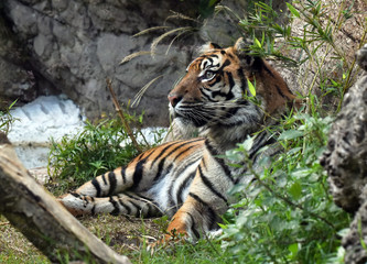 Tigre stesa