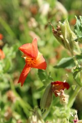 This bright and beautiful native plant, growing in Palm Canyon of the Colorado Desert, is botanically recognized as Erythranthe Cardinalis, and known commonly as Scarlet Monkeyflower.