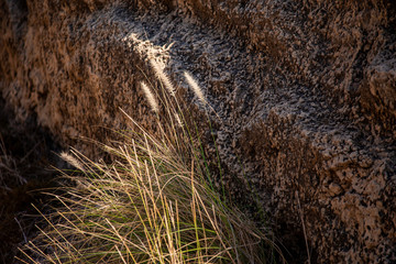 Sandstone with rare bushes of dry plants