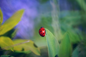 ladybug on green leaf