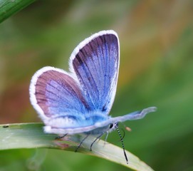 butterfly on a flower