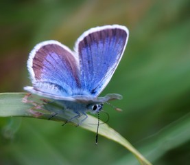 blue morpho butterfly