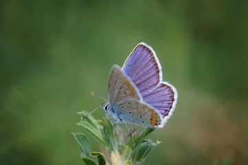 Fototapeta premium butterfly on flower
