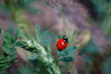 ladybug on green leaf