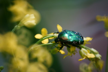 beetle on green leaf