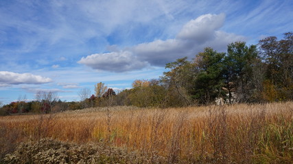 Obraz premium Bench, tree orange