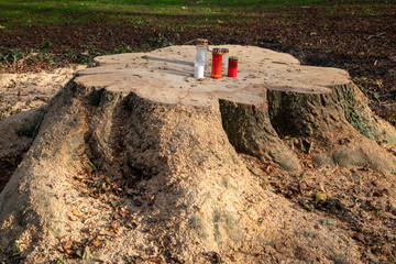 grave candles were placed on a freshly sawn off tree stump