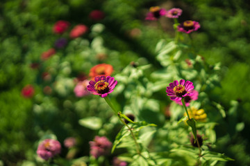 Obraz na płótnie Canvas Pink flowers in a garden