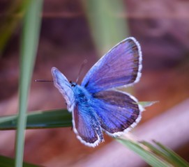 butterfly on flower