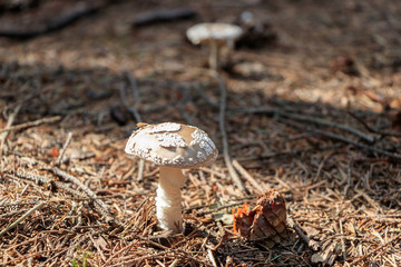 Poisonous mushroom grows in the forest.